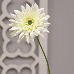 Blooming Daisy Stem White