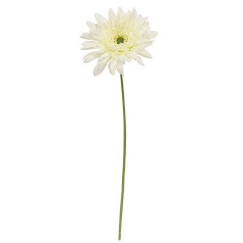 Blooming Daisy Stem White