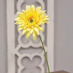 Blooming Daisy Stem Dark Yellow