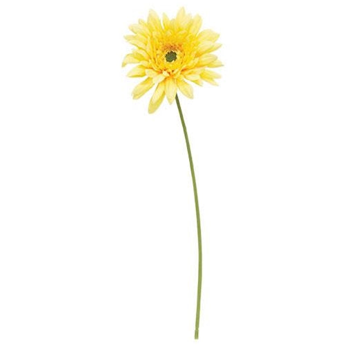 Blooming Daisy Stem Dark Yellow