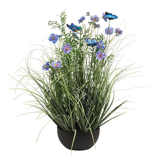Potted Blue Cosmos w/ Onion Grass & Butterflies
