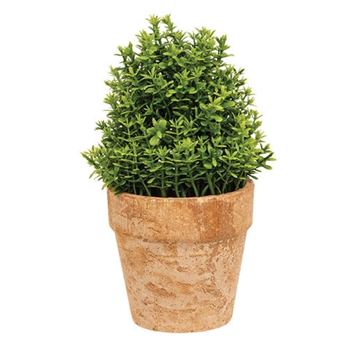 Potted Mini Boxwood - 6.5"H