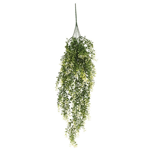 Cream Tipped Baby's Grass Hanging Bush - 34"