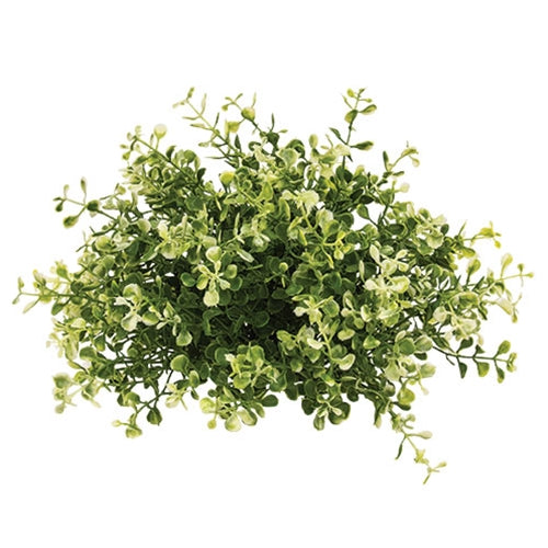 Cream Tipped Baby's Grass Half Sphere - 9" x 7"