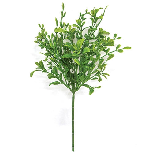 Evergreen English Boxwood Pick - 13"