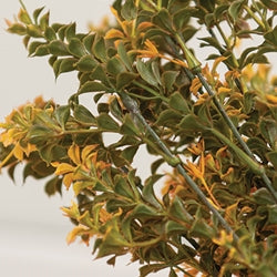 Golden Trumpet Bush - 19"