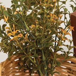 Golden Trumpet Bush - 13"