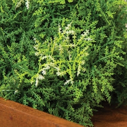 Forest Moss Half Sphere - 6"