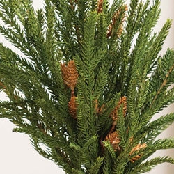 Soft Touch Austrian Pine Bush - 20"