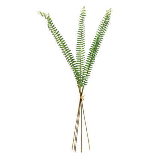 Sword Fern Bundle - 27"