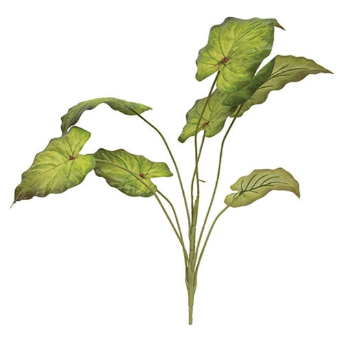 Perilla Leaf Speckled Bush - 24" Light Green