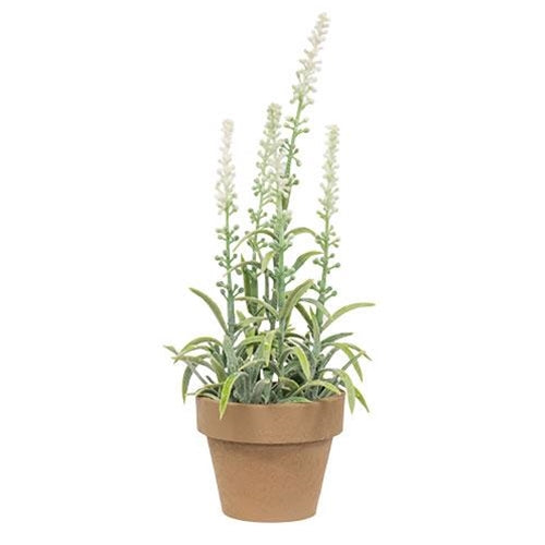 white sage potted plant Potted Flowering Sage White