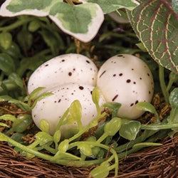 Mixed Ivy & Vine Bird Nest w/Eggs on Branch