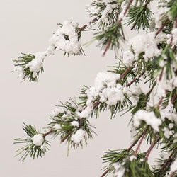 Glistening Snowy Mini Ming Pine Tree w/Burlap Base - 5 Ft.