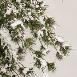 Glistening Snowy Mini Ming Pine Tree w/Burlap Base - 6 Ft.