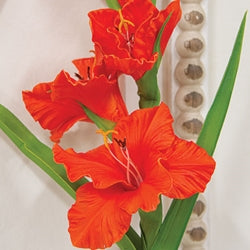 Coral Gladiolus Stem - 27"