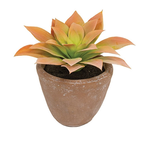 Potted Peach Agave Succulent