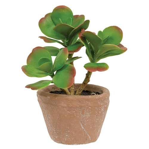 Potted Sweetheart Leaf Succulent