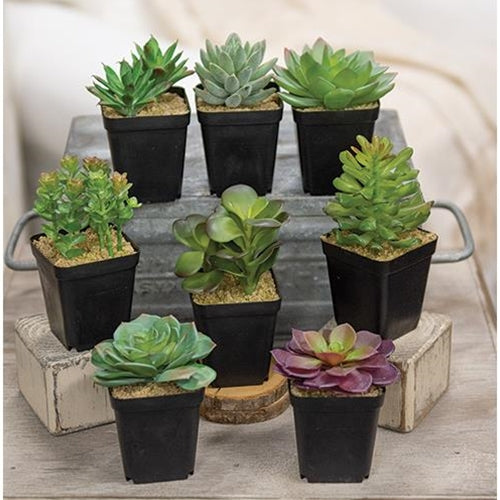succulent asstd Artificial Potted Succulent 8 Asstd