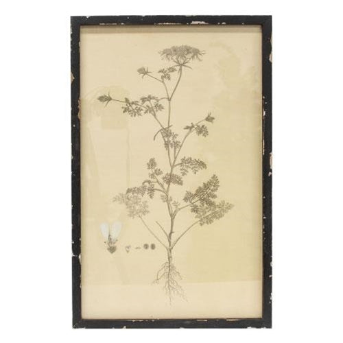 Headly Garden Botanical Print # 2