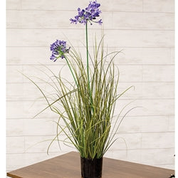 Potted Lily of the Nile & Onion Grass