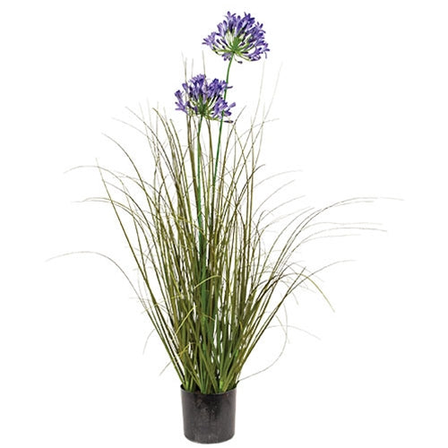 Potted Lily of the Nile & Onion Grass