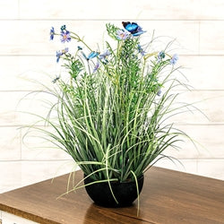Potted Blue Cosmos w/ Onion Grass & Butterflies
