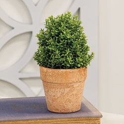 Potted Mini Boxwood - 6.5"H