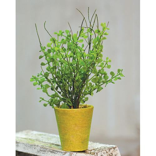 Potted Fern