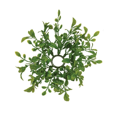 Fresh Sprouted English Boxwood Candle Ring - 1"