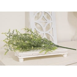 Icy Wild Asparagus Bush - 21"