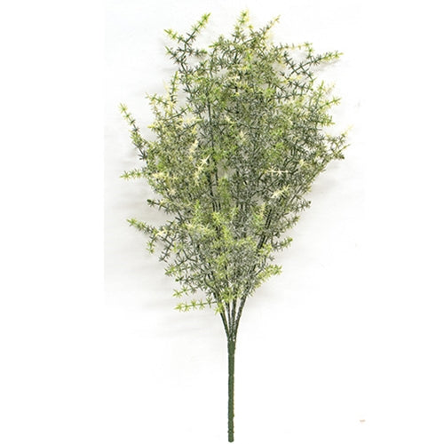 Icy Wild Asparagus Bush - 21"