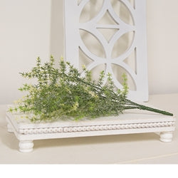 Icy Wild Asparagus Bush - 14"