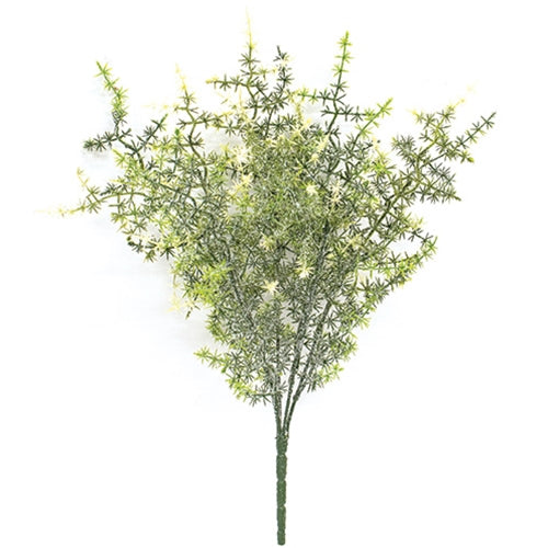 Icy Wild Asparagus Bush - 14"