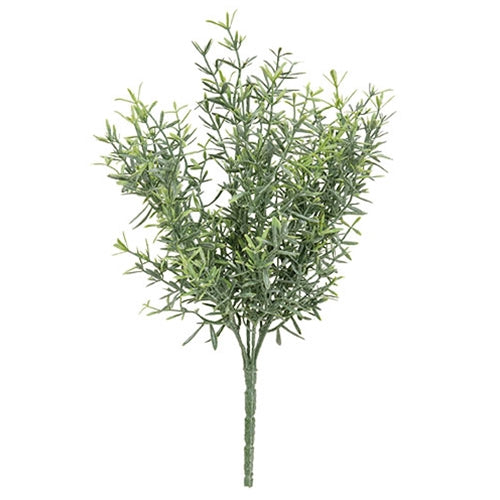 Dusty Rosemary Bush - 11.5"