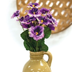 Purple Pansy Bush - 12"