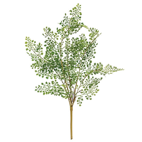 Maidenhair Fern Bush - 21.5"