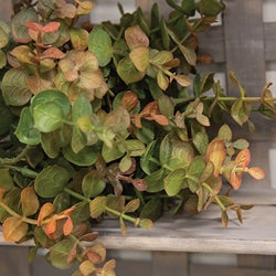 Baby Eucalyptus Bush - Olive Green - 13"