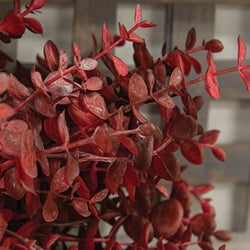 Baby Eucalyptus Bush - Burgundy - 13"