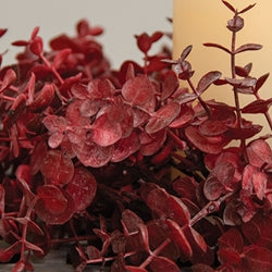 Baby Eucalyptus Wreath - Burgundy - 14"