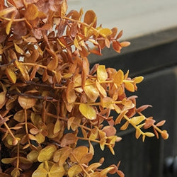 Baby Eucalyptus Wreath - Mustard - 18"