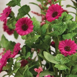 Fuchsia Mini Daisy & Heather Bush - 22"