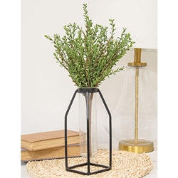 Baby Boxwood Bush - 16"H
