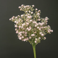 Blushing Blessed Clover Spray - 17"