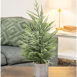 Potted Winter Dreams Fine Pine Tree - 24"H