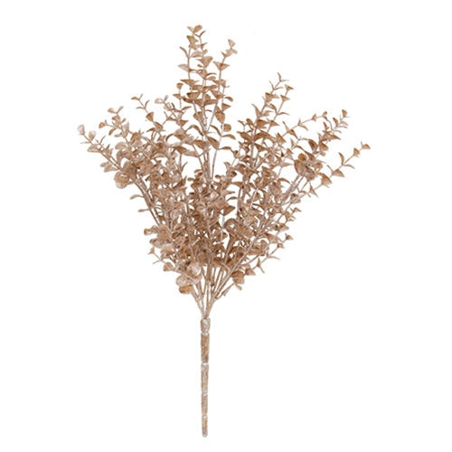 Sugar Plum Baby Eucalyptus Bush - 14"