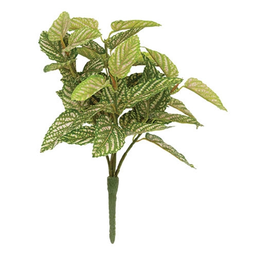 Pink Fittonia Leaves Bush - 13"