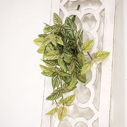 Pink Fittonia Leaves Hanging Bush - 21"