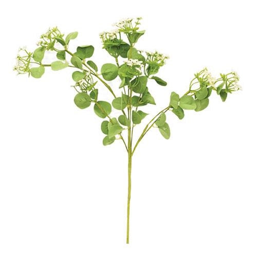 Queen Ann's Lace Spray Cream