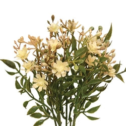 Ivory Fall Lilac Bush - 12"